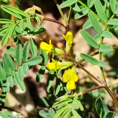 Hippocrepis ciliata