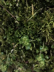 Chrysosplenium japonicum