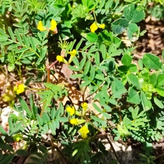 Hippocrepis ciliata