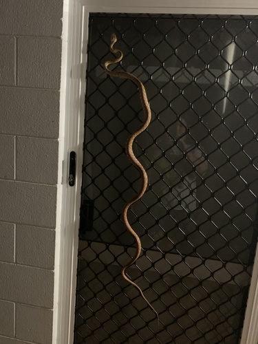 Brown Tree Snake sighting