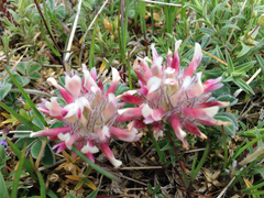 Trifolium macrocephalum