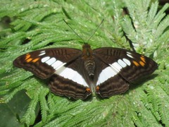 Adelpha alala