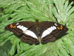 Adelpha alala