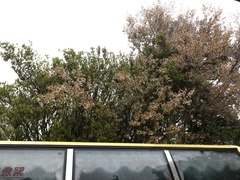 Prunus transarisanensis