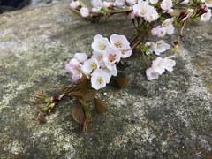 Prunus transarisanensis