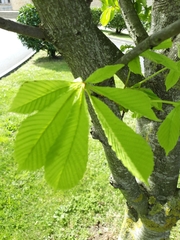 Aesculus