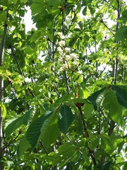 Aesculus