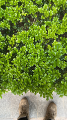 Aglaia odorata