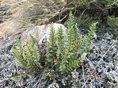 Cheilanthes hirta hirta