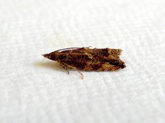 Tritopterna capyra