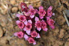 Euphorbia khandallensis