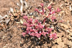 Euphorbia khandallensis