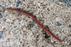 Strigamia bothriopus