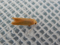 Platoloncha psamathina