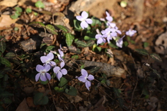 Viola grypoceras
