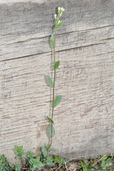 Arabis recta