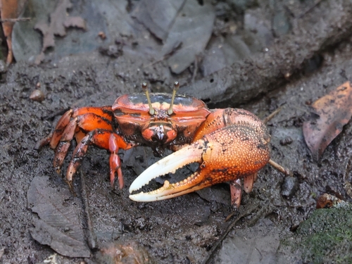 Bowed Fiddler Crab, photo 2 of 9