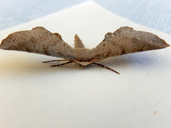 Parepisparis multicolora