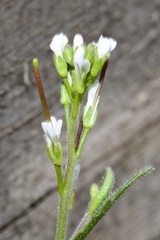 Arabis recta