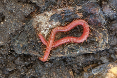 Strigamia bothriopus