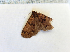 Mormoscopa phricozona