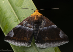 Buzara