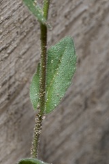 Arabis recta