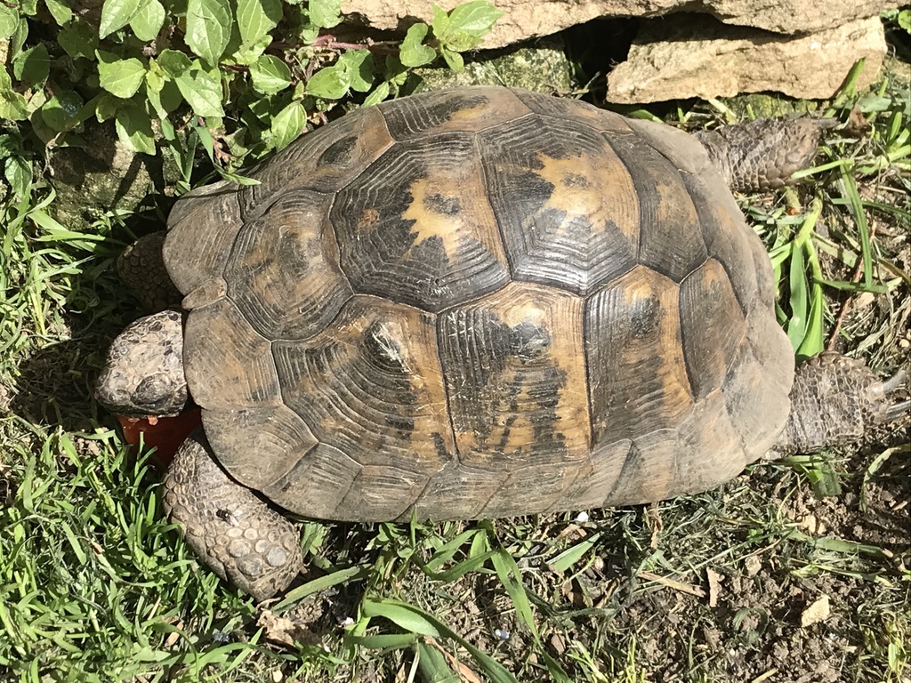 Greek Tortoise in April 2022 by fsottomayor · iNaturalist