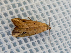 Luceria oculalis