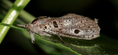 Sympycnodes digitata
