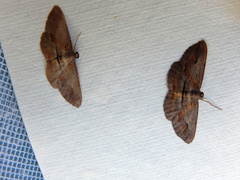 Hypomecis pallidiscaria