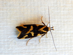 Epithymema incomposita