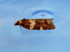 Dichelia cosmopis