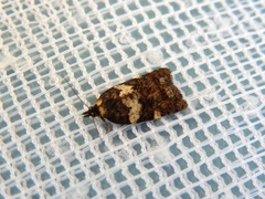 Dichelia cosmopis