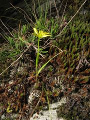 Gagea nevadensis