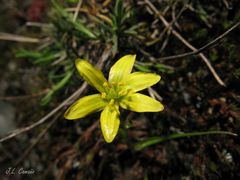 Gagea nevadensis