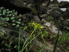 Gagea nevadensis