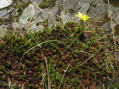 Gagea nevadensis