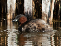 Tachybaptus ruficollis