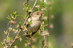 Phylloscopus collybita