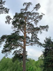 Pinus sylvestris