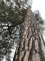 Pinus sylvestris