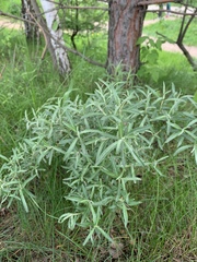 Hippophae rhamnoides