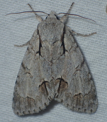 Acronicta tridens