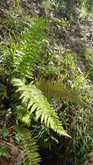 Polystichum setiferum