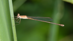 Indolestes insularis