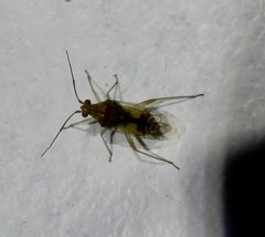 Hyalopeplinus malayensis