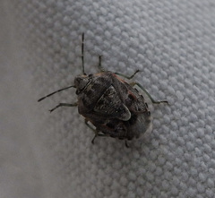 Holcogaster fibulata