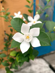 Wrightia antidysenterica