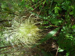 Image of Sansevieria longiflora